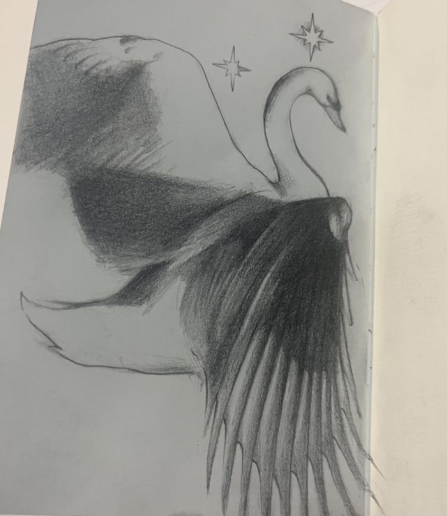 Graphite sketch of a swan with flared wings and sparkling stars.