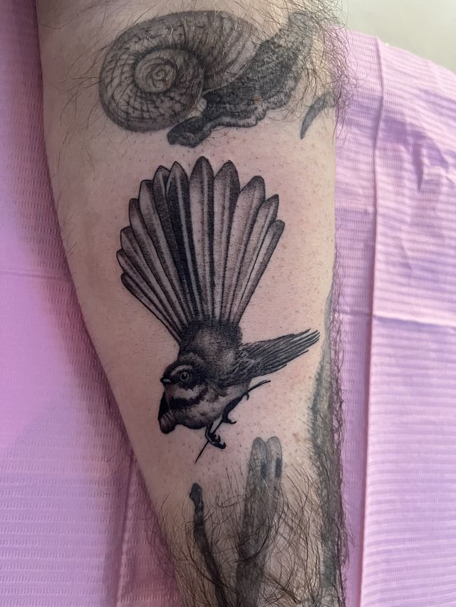 Black and grey fantail in flight with a snail shell above, on a lower leg.