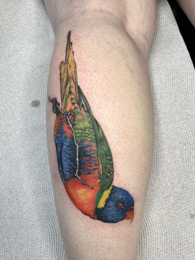 Colour realism rainbow lorikeet clinging to a branch, on a calf.